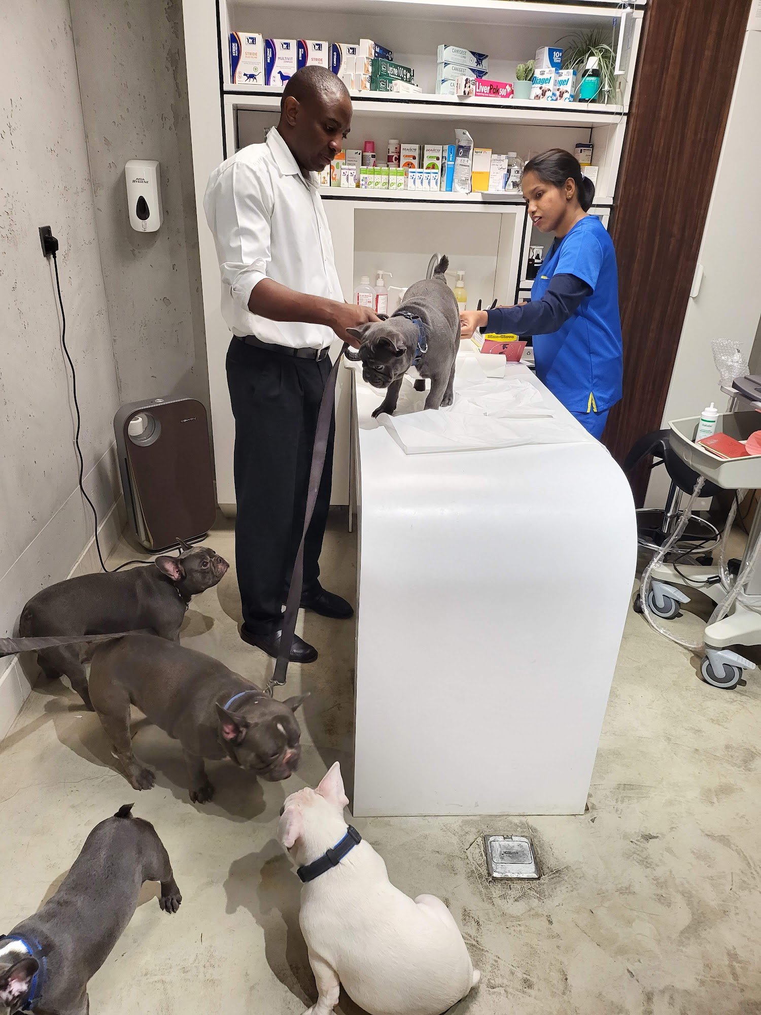 Veterinary doctor examining puppy at Happy Pet Vet Clinic